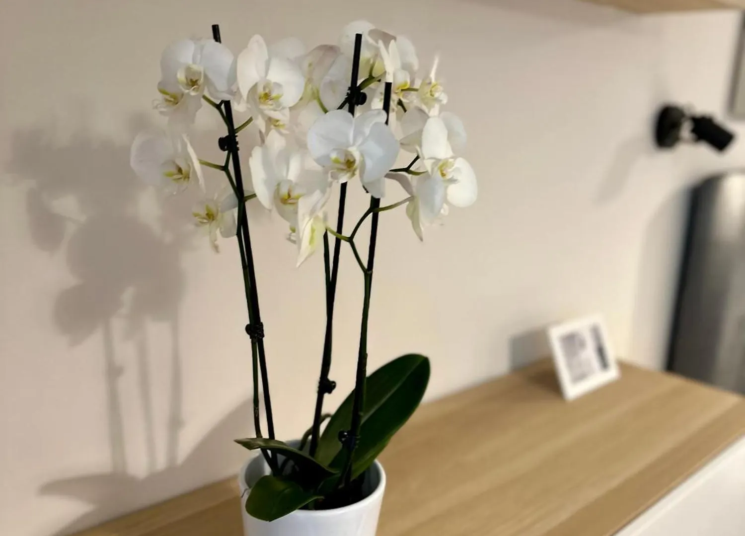 Apartment Serenity Studio Burgas